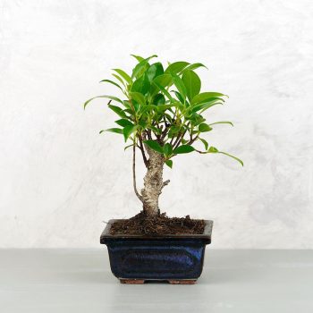 Ficus (fikusz) - egyenes, 10 cm-es cserépben