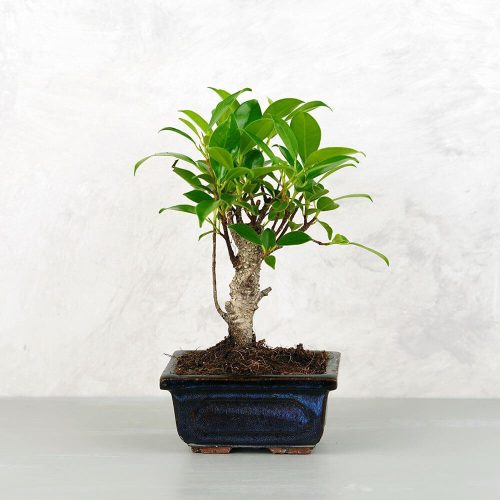 Ficus (fikusz) - egyenes, 10 cm-es cserépben