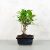 Ficus (fikusz) - egyenes, 10 cm-es cserépben
