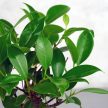 Ficus (fikusz) - egyenes, 10 cm-es cserépben