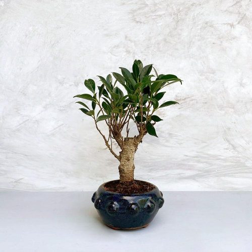 Ficus (fikusz) - egyenes, 13 cm-es cserépben