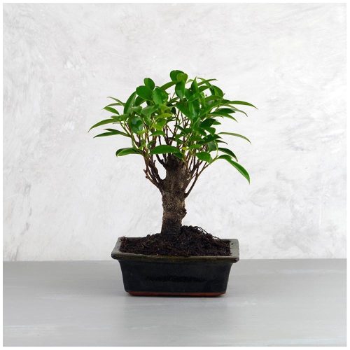 Ficus (fikusz) - egyenes, 15 cm-es cserépben