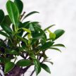 Ficus (fikusz) - egyenes, 15 cm-es cserépben