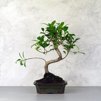 Ficus (fikusz) - hajlított törzsű, 15 cm-es cserépben