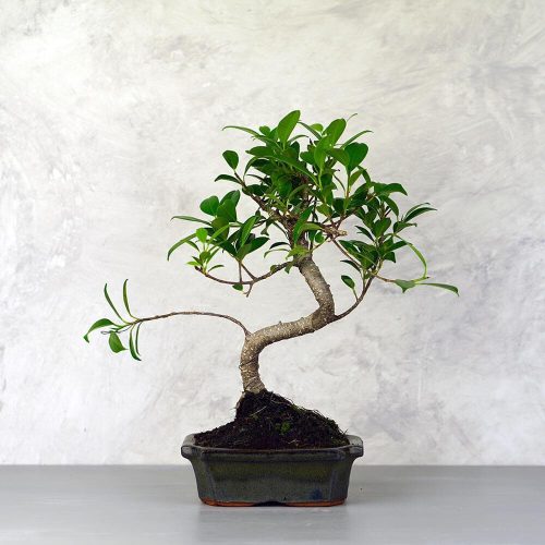 Ficus (fikusz) - hajlított törzsű, 15 cm-es cserépben
