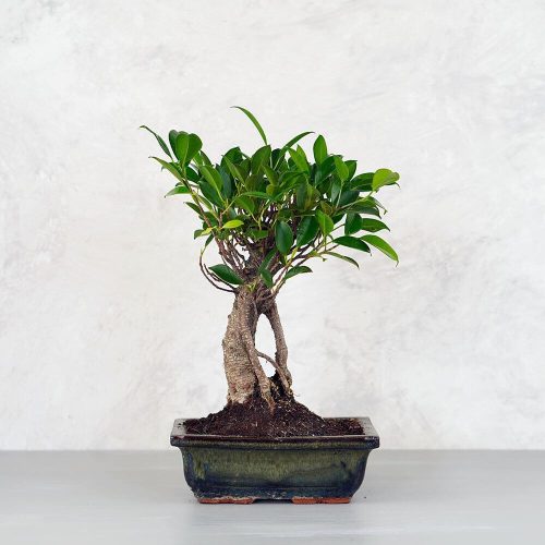 Ficus (fikusz) - egyenes, 20 cm-es cserépben