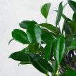 Ficus (fikusz) - egyenes, 20 cm-es cserépben