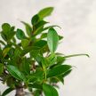 Ficus (fikusz) - hajlított törzsű, 20 cm-es cserépben