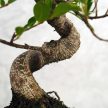 Ficus (fikusz) - hajlított törzsű, 20 cm-es cserépben