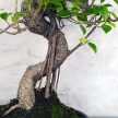 Ficus (fikusz) - hajlított törzsű, 24 cm-es cserépben