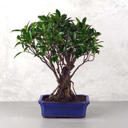 Ficus (fikusz) - egyenes, 25 cm-es cserépben