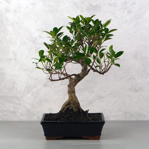 Ficus (fikusz) - hajlított törzsű, 25 cm-es cserépben
