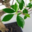 Ficus (fikusz) - hajlított törzsű, 25 cm-es cserépben
