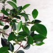 Ficus (fikusz) - hajlított törzsű, 28 cm-es cserépben
