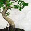 Ficus (fikusz) - hajlított törzsű, 28 cm-es cserépben
