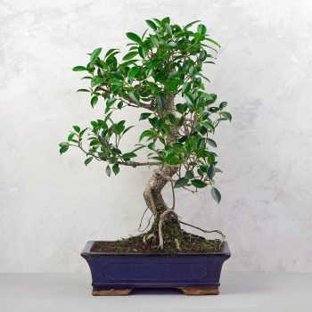 Ficus (fikusz) - hajlított törzsű, 31 cm-es cserépben