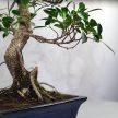 Ficus (fikusz) - hajlított törzsű, 31 cm-es cserépben