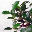 Ficus (fikusz) - hajlított törzsű, 31 cm-es cserépben
