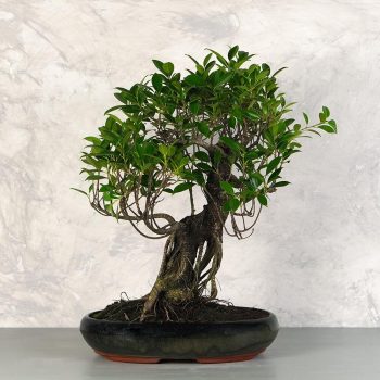 Ficus (fikusz) - hajlított törzsű, 39 cm-es cserépben