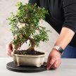 Bonsai forgótálca
