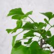 Ginkgo biloba (Páfrányfenyő) bonsai
