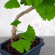 Ginkgo biloba (Páfrányfenyő) bonsai