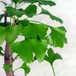 Ginkgo biloba (Páfrányfenyő) bonsai