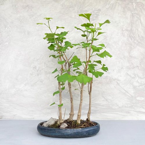 Ginkgo biloba (Páfrányfenyő) bonsai