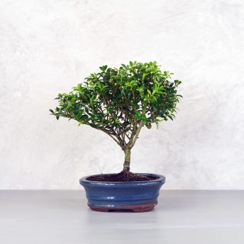 Ilex (Japán magyal) - egyenes törzsű