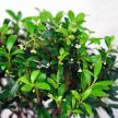 Ilex (Japán magyal) - egyenes törzsű