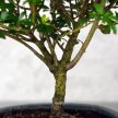 Ilex (Japán magyal) - egyenes törzsű