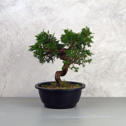 A Juniperus chinensis (kínai boróka) bonsai - hajlított törzsű