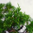 A Juniperus chinensis (kínai boróka) bonsai - hajlított törzsű