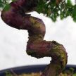 A Juniperus chinensis (kínai boróka) bonsai - hajlított törzsű