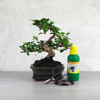 Bonsai ajándékcsomag - Carmona