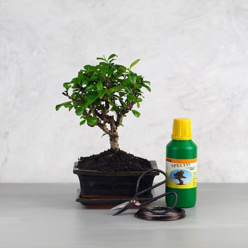 Bonsai ajándékcsomag - Carmona