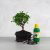 Bonsai ajándékcsomag - Carmona