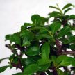 Bonsai ajándékcsomag - Carmona