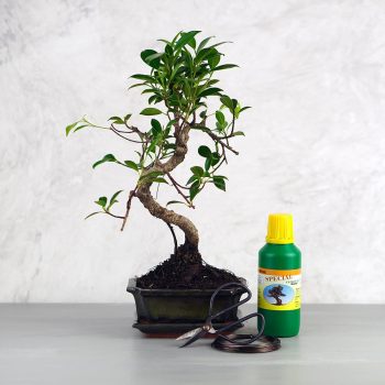 Bonsai ajándékcsomag - Ficus retusa