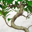 Bonsai ajándékcsomag - Ficus retusa
