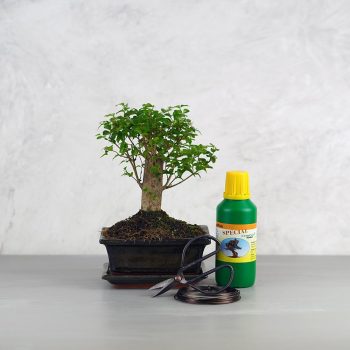 Bonsai ajándékcsomag - Ligustrum chinesis