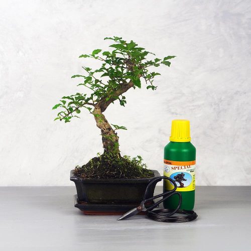 Bonsai ajándékcsomag - Ligustrum chinesis