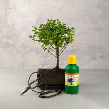 Bonsai ajándékcsomag - Sagaretia