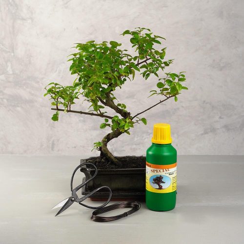 Bonsai ajándékcsomag - Sagaretia