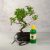 Bonsai ajándékcsomag - Sagaretia