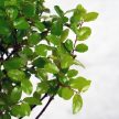 Bonsai ajándékcsomag - Sagaretia