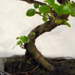 Bonsai ajándékcsomag - Sagaretia