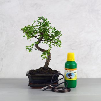 Bonsai ajándékcsomag - Ulmus parvifolia