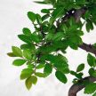 Bonsai ajándékcsomag - Ulmus parvifolia