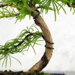 Pseudolarix (Kínai aranyfenyő) bonsai